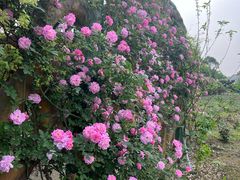 -都江堰玫瑰花溪谷