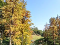 -王借岗森林公园
