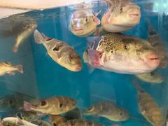 -天正河鲀·河豚亭(大连店)