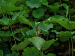 -木塔寺遗址生态公园