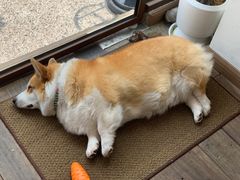 -肥朵食堂(带梦胡同店)