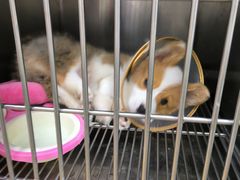 -中农大我爱我爱24h动物医院·中医针灸·猫专科·骨科医疗中心(双井店)