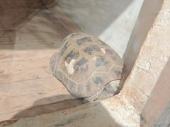 -渭南桃花源民俗文化园