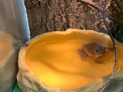 -酷以爬仙阁实体爬宠店·守宫·蜥蜴·专业繁育