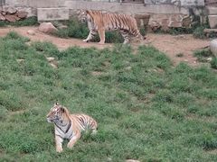 -西霞口神雕山野生动物世界