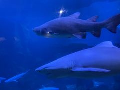-海合安青岛极地海洋公园