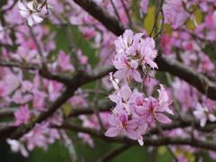 -中国科学院华南植物园