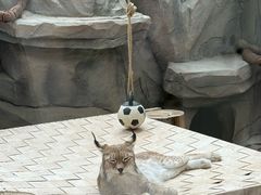 -青藏高原野生动物园