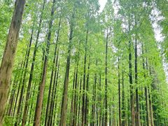 -黄海国家森林公园