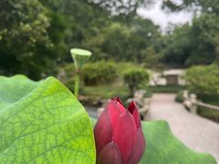 -杭州植物园