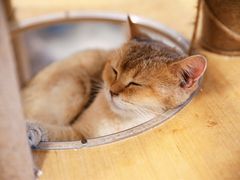 -楼上猫咖(罗湖店)