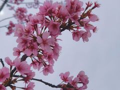 -顾村公园