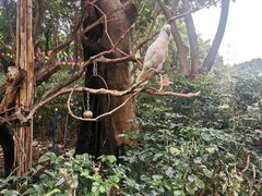-广州长隆飞鸟乐园