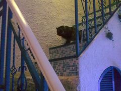 猫-Sirena海妖日咖夜酒