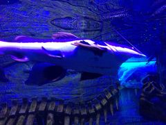 -芜湖新华联大白鲸海洋公园