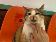 -猫咪博物馆(顶澳仔猫街店)