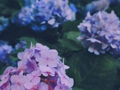 -酸喜·三度酸·贵州味