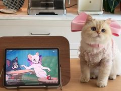 -爱侣宠医·鹦鹉专科·小型哺乳类·异宠专科(灵石路店)