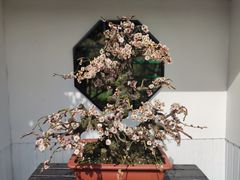 -香雪海