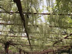 -嘉定紫藤园