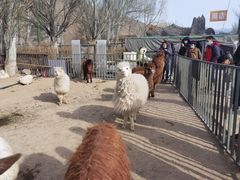 -新疆天山野生动物园