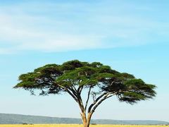 -盛兴面馆(真儒大厦店)