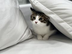 -爱洗澡的猫(天河路店)