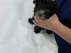 -佳雯宠物医院(金华南路分院)