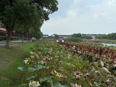 -洪湖生态旅游区