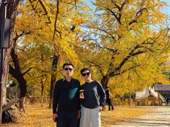 -千年银杏谷文化旅游区