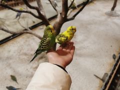 -上海大自然野生昆虫馆(东方明珠·爬宠昆虫探索中心)