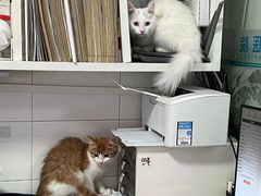 -西安京西宠物医院·瘫痪·疑难杂症