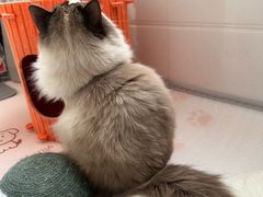 -福懋动物医院·犬猫全科·外科·重症科(杏林分院)