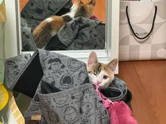 -纳吉亚猫专科动物医院博雅分院