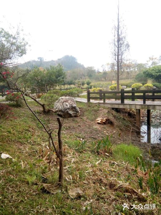 松山湖南湖湾露营营地图片
