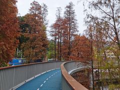 -银湖山郊野公园-相思林