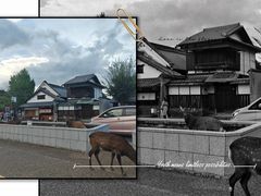 -奈良公园