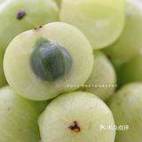 有些水果叫做“吃懂已是中年”