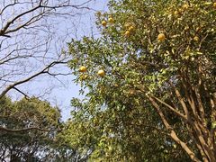 -上海佘山世茂艾美酒店
