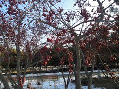 -大兴滨河森林公园