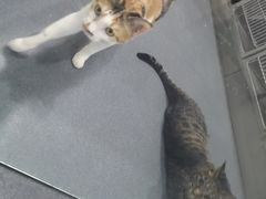 -爱侣宠医·鹦鹉专科·小型哺乳类·异宠专科(灵石路店)