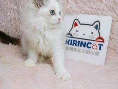 -十年猫舍·猫咪专门店(普陀店)