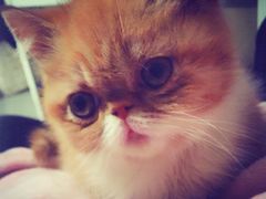 -1013 PET SHOP 宠物商店(近铁城市广场店)