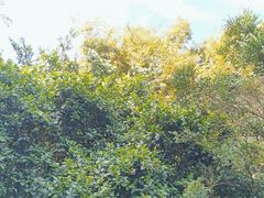 -秋霞圃