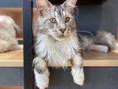 -瞄一喵猫咖(格力海岸店)