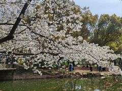 -上海共青森林公园