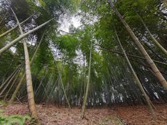 -宁波浙东大竹海景区