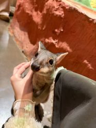 -Zoolung Zoolung动物主题公园(海信广场店)