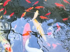 -北京群众马术培训基地