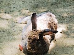 -合肥野生动物园